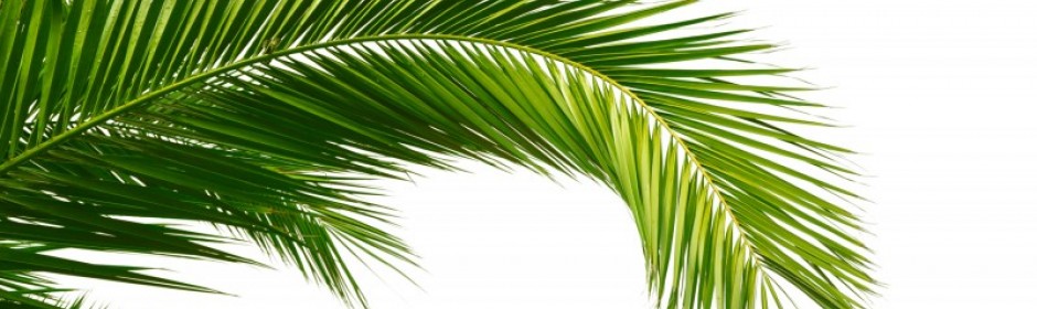 We offer palm waxes