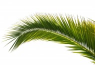 Palmov vosek